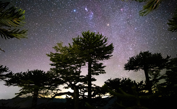 Araucaria Pucon Giras